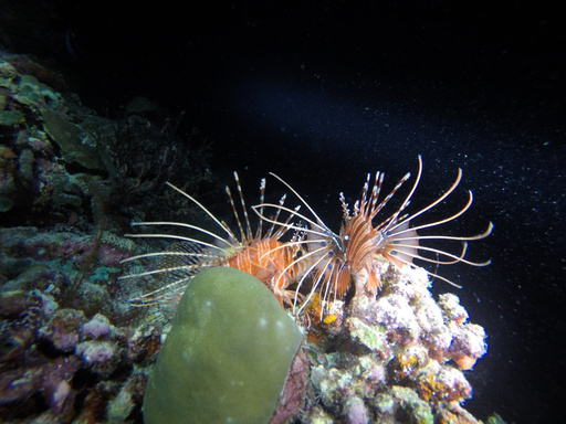 Shore dive · night · ocean experience inspiration