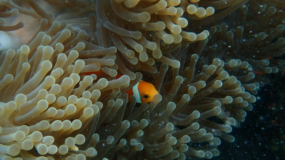 Adventure snorkelling · Fasdheythere Maldives