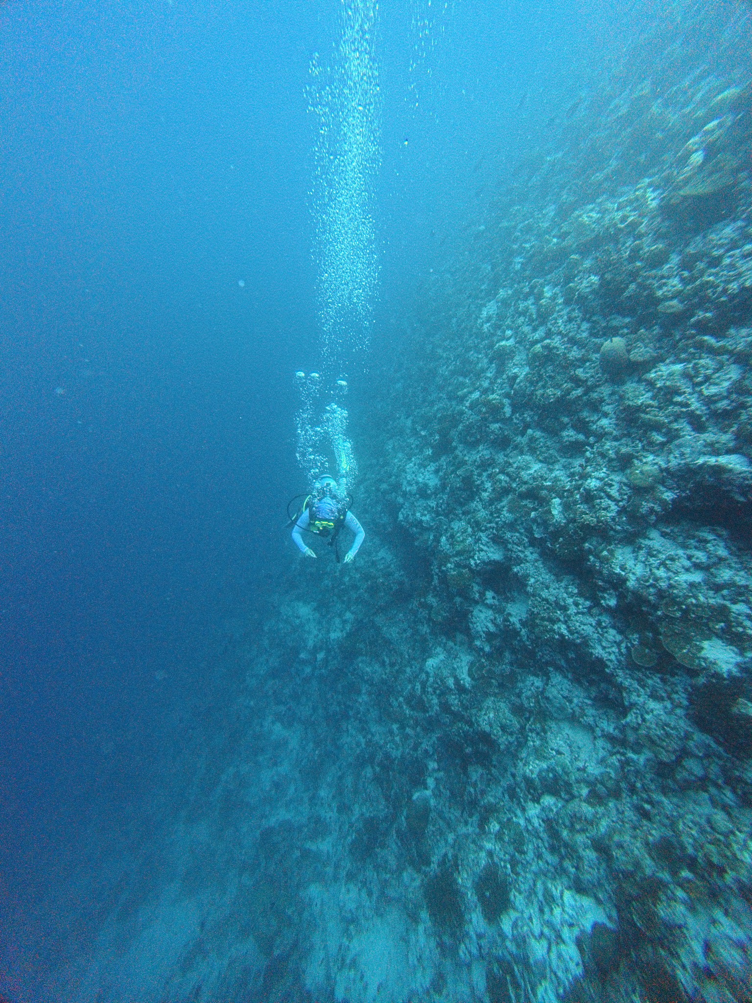 Single boat dive · ocean experience inspiration